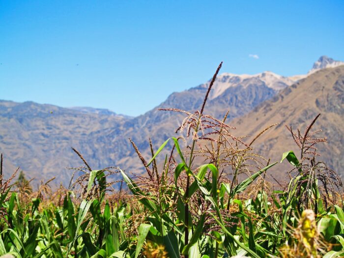 Cabanaconde. Dónde alojarse en el Valle del Colca