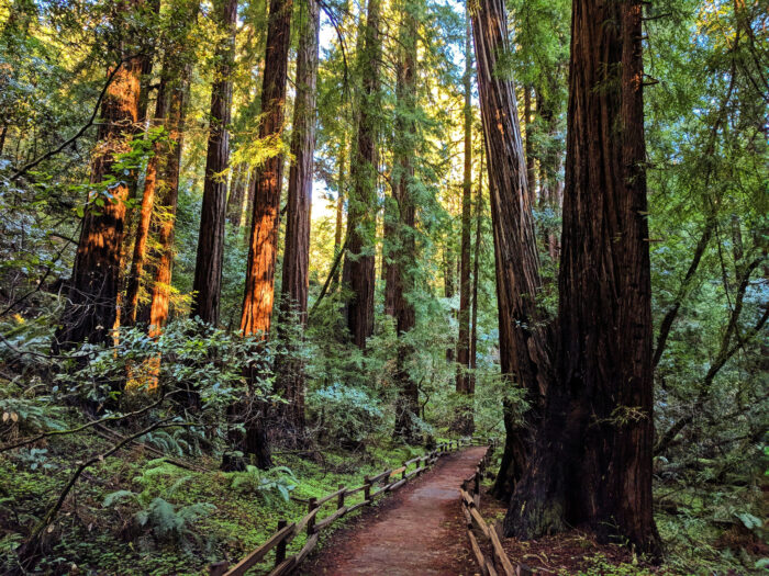 Muir Woods. Excursiones en San Francisco