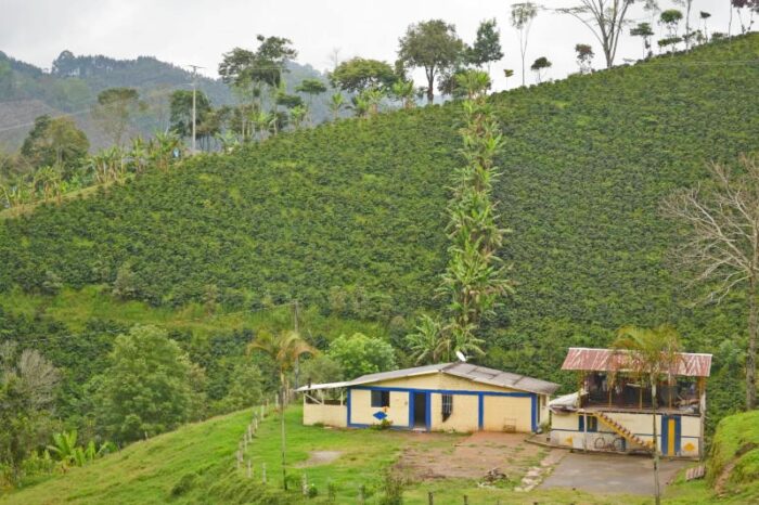 Finca Cafetera. Qué ver en Pijao